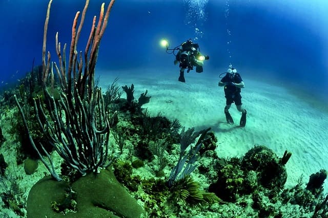 Diving in Tenerife