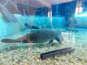 South Florida Museum Aquarium