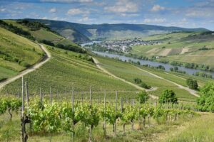 Mosel River Vineyards Germany