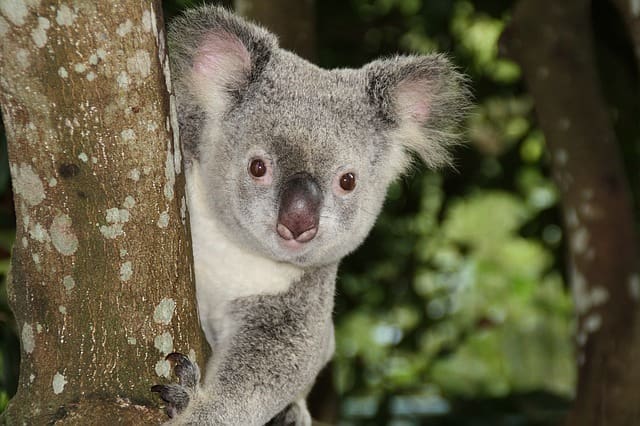 Australia Travel Tips