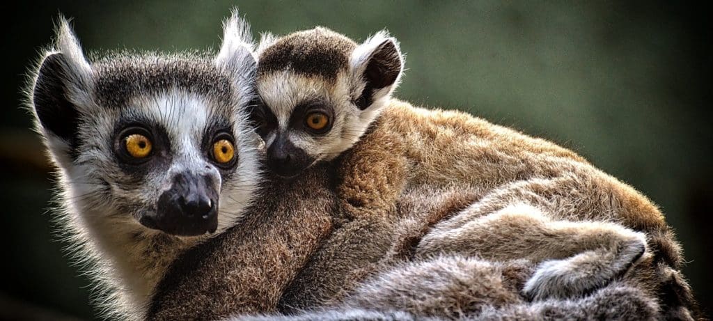 Bioparc Zoo Coasta del Sol Spain