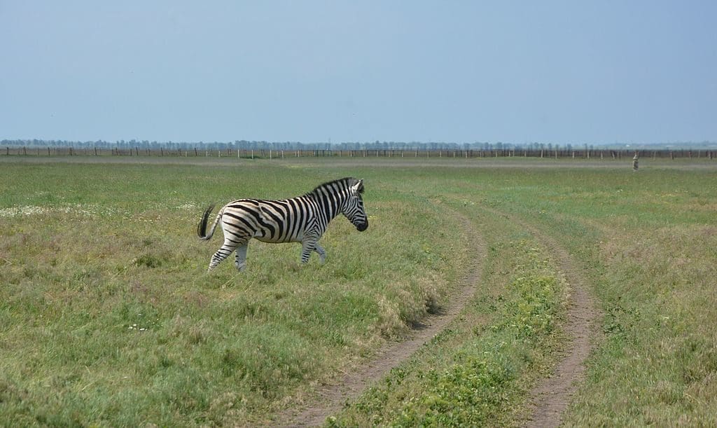 Askania Nova Steppe