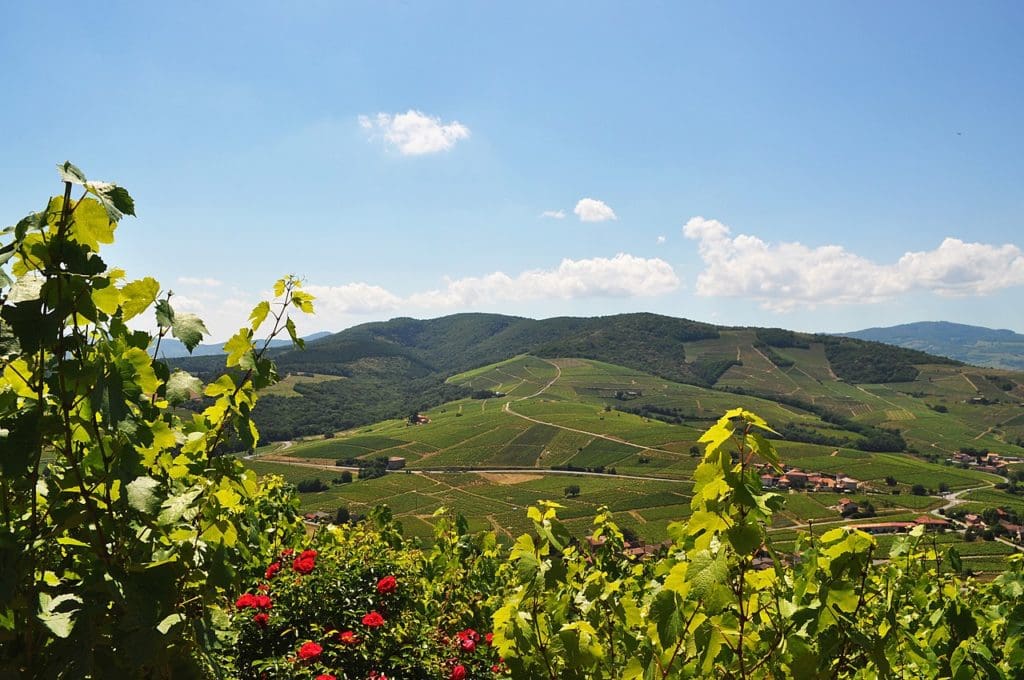 Beaujolis Vineyards