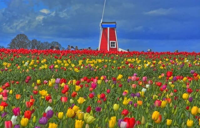 Wooden Shoe Tulip Festival