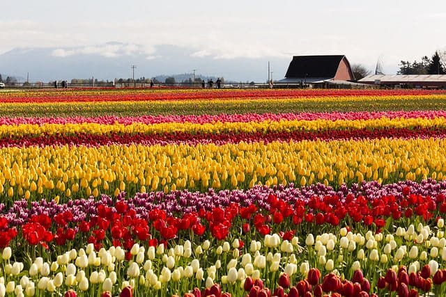 Skagit Tulip Festival