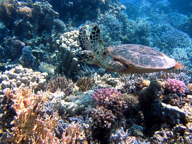 Diving in Fiji
