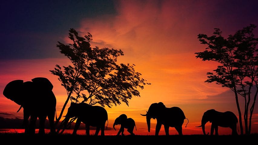 Africa Safari