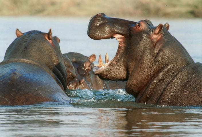 Hippos in Africa