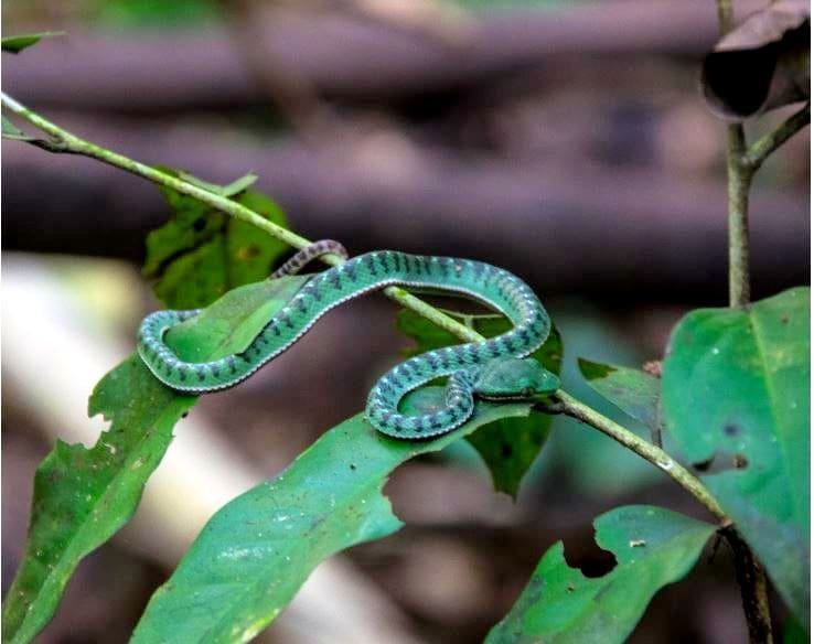Khao Sok Wildlife
