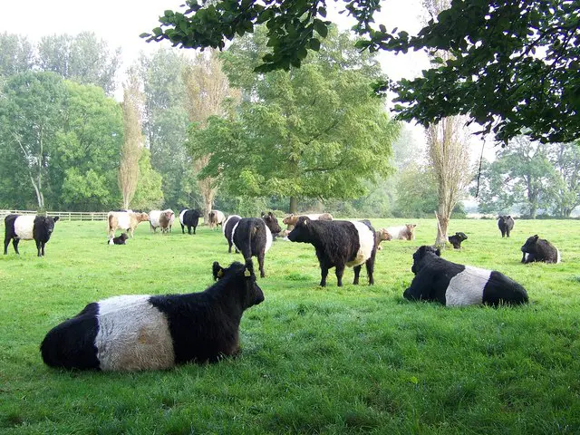 Belter Galloway Cows
