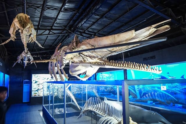 Bone Museum Davao Philippines