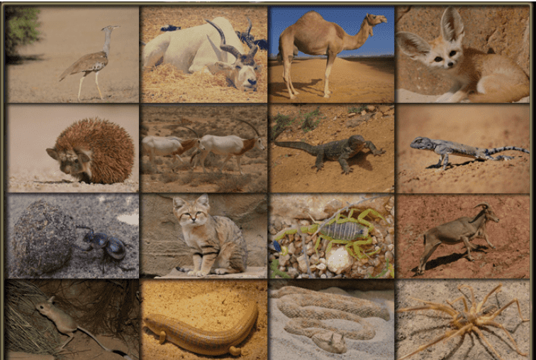 Sahara Desert Animals