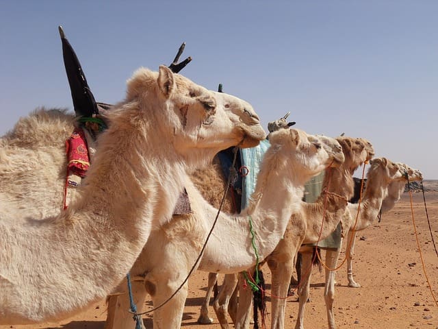 Sahara Desert Camels