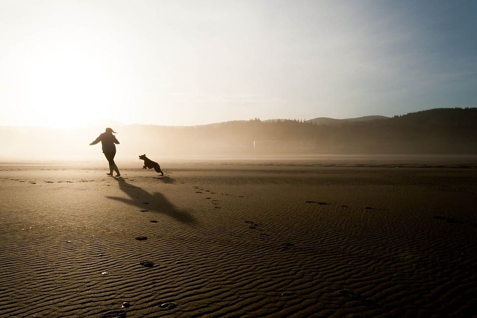 dog running on beach