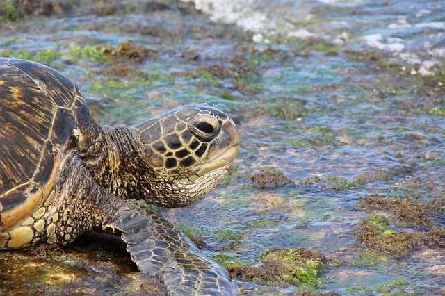 Green Sea Turtle Hawaii