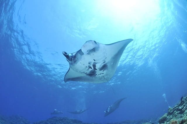 Giant Manta Ray Hawaii