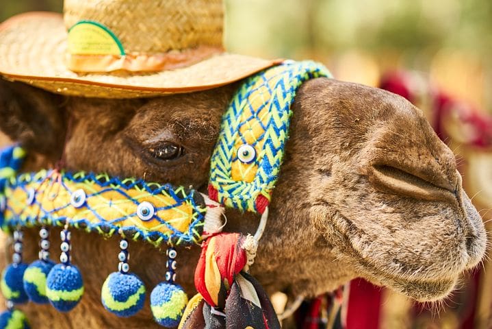 Camel Riding Dubai