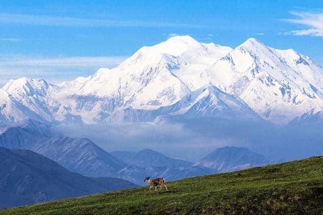 Caribou in Denali National Park