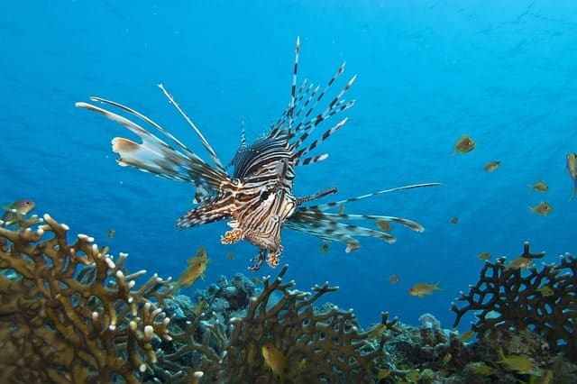 Lion Fish Florida Keys