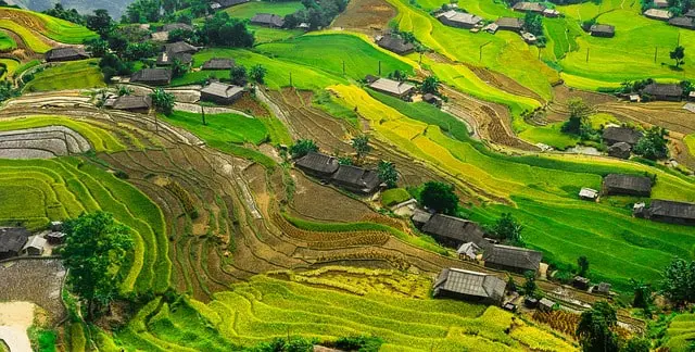 Bali Rice Pady