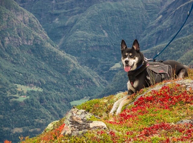 Hiking With Your Dog