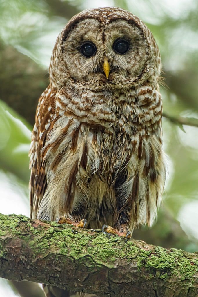 South Carolina Wildlife