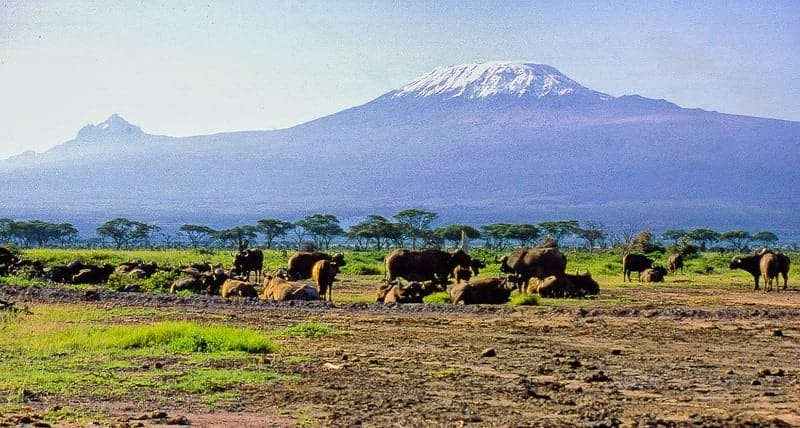 Mt Kilimanjaro