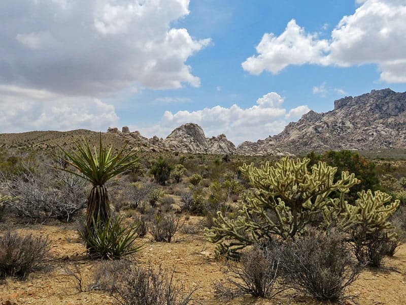 Mojave Desert California