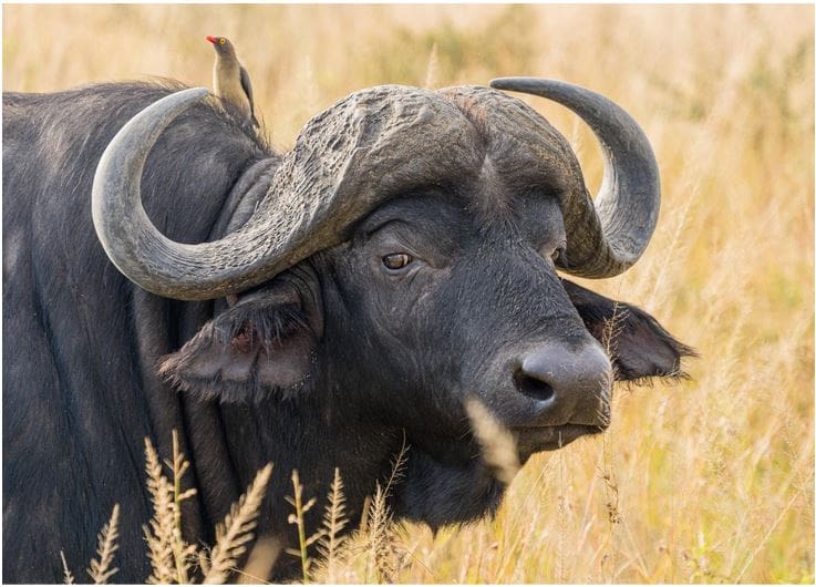 African Buffalo