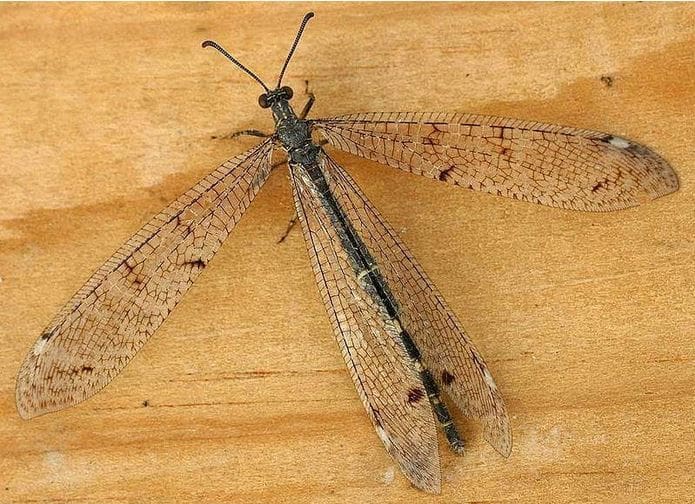 African Antlion