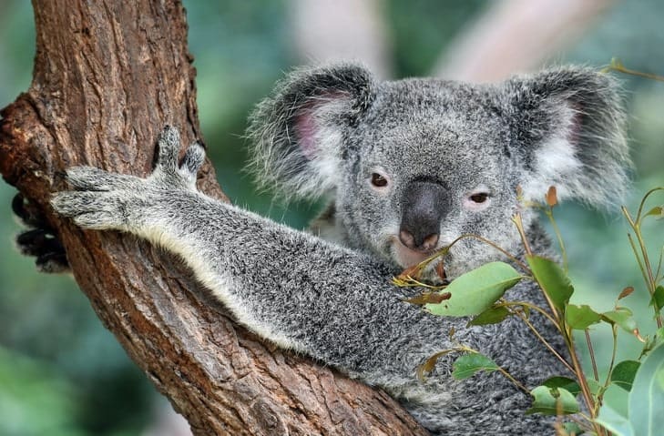Top Sites in Australia