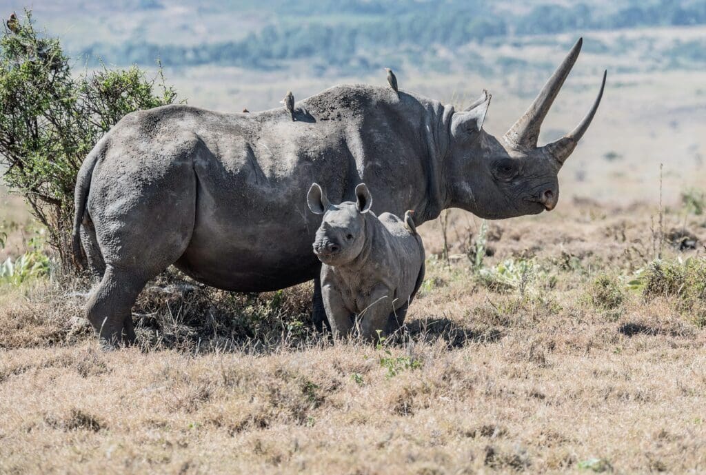 African Black Rhino