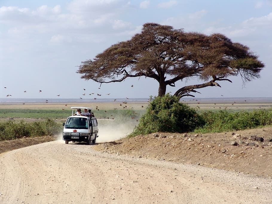 Africa Safari Tips