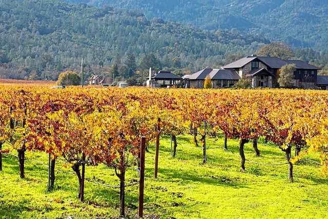 Napa Valley Travel Tips