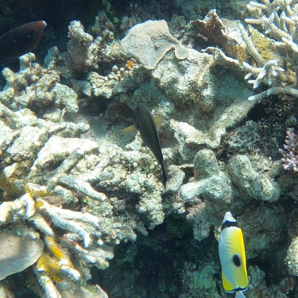 Great Barrier Reef