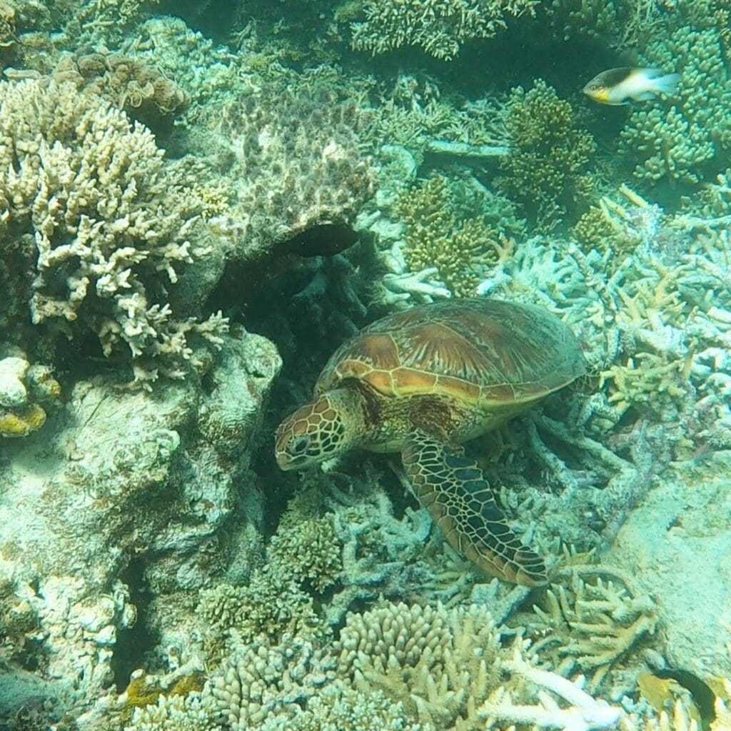 Great Barrier Reef Turtle