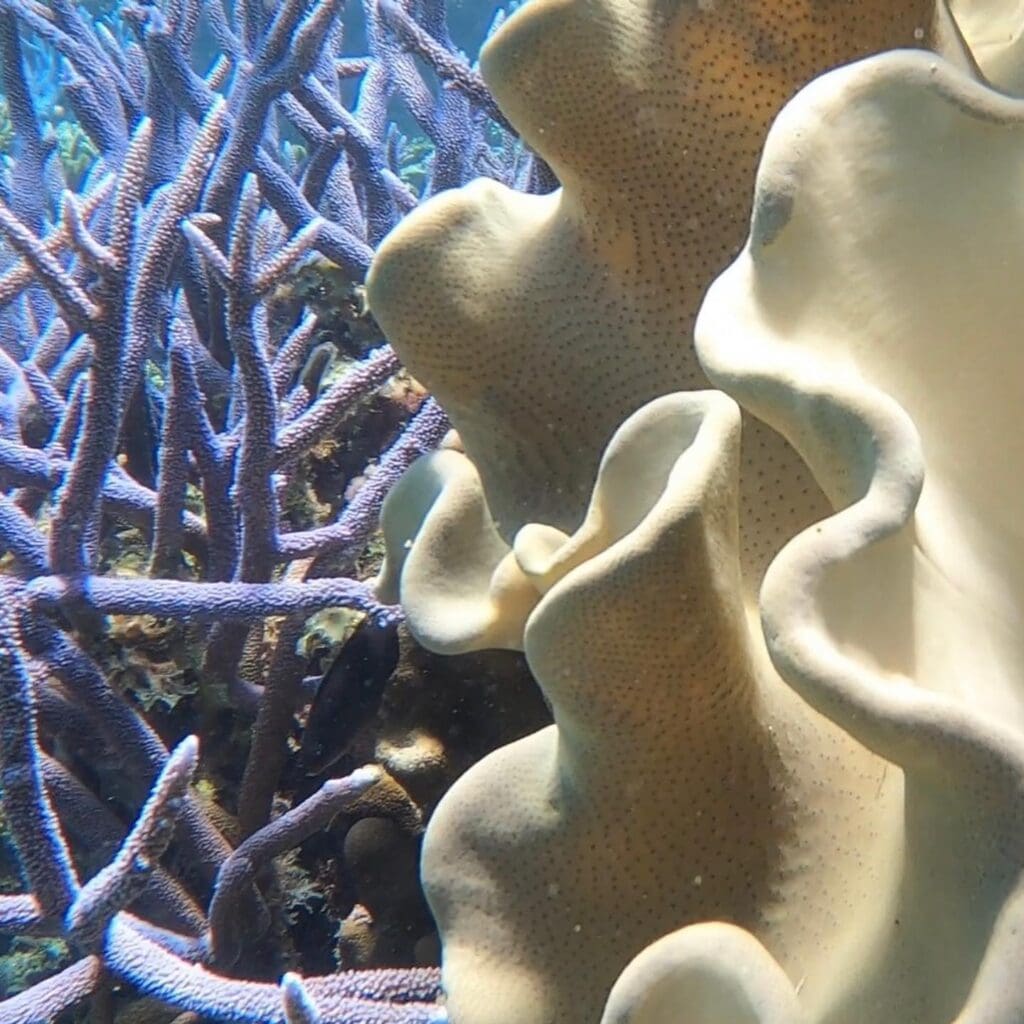 Great Barrier Reef