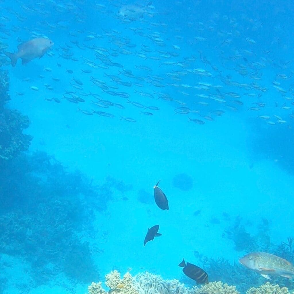 Great Barrier Reef Travel Tips