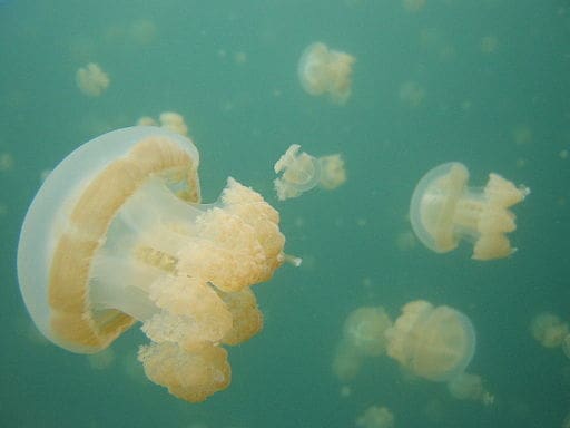 Jellyfish Lake Palau