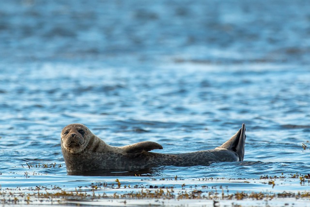 Marine Wildlife