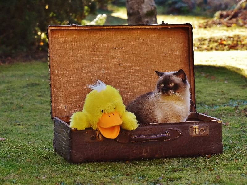 Travel With Cats