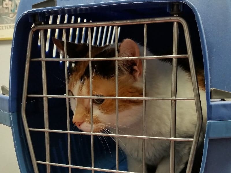Cat Carrier