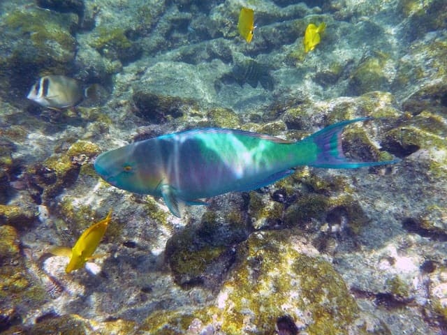Hawaii Snorkeling