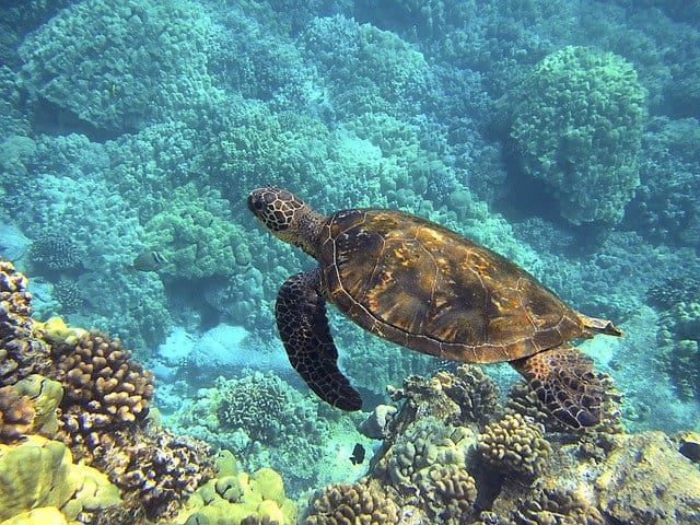 Hawaii Sealife