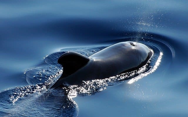 Whales Bay of Fundy