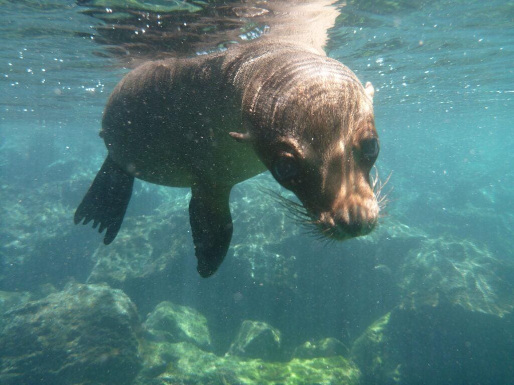 Galapagos Travel Tips