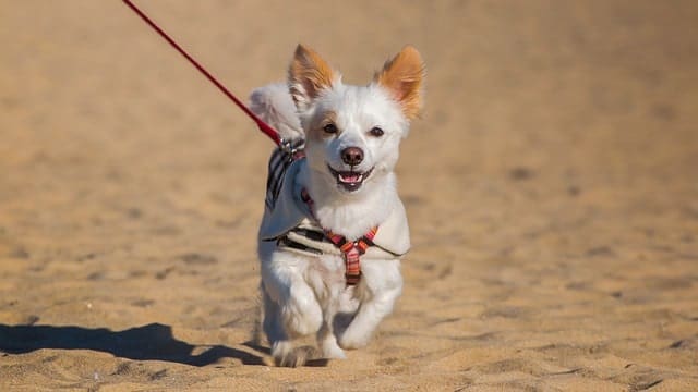 Pet Flying Tips