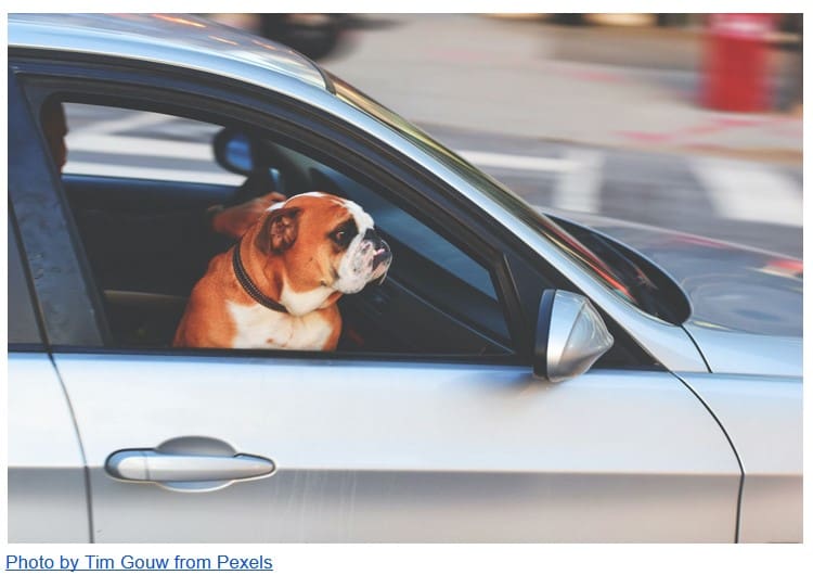 Pet Travel Tips