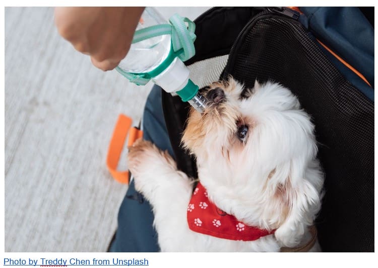Pet Travel Tips