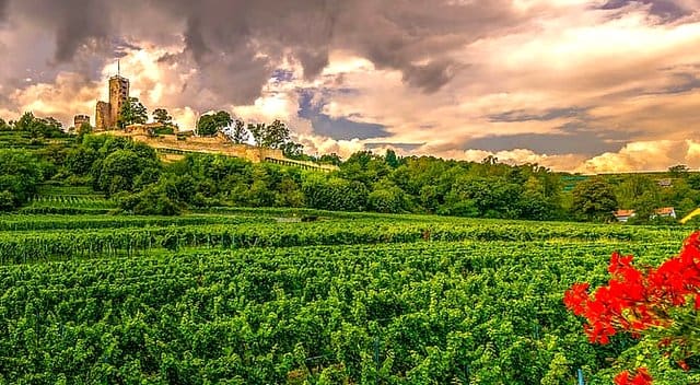 Spain Vineyard Trous